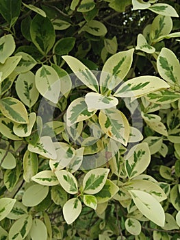 Ficus Benjamina (Weeping Fig) photo